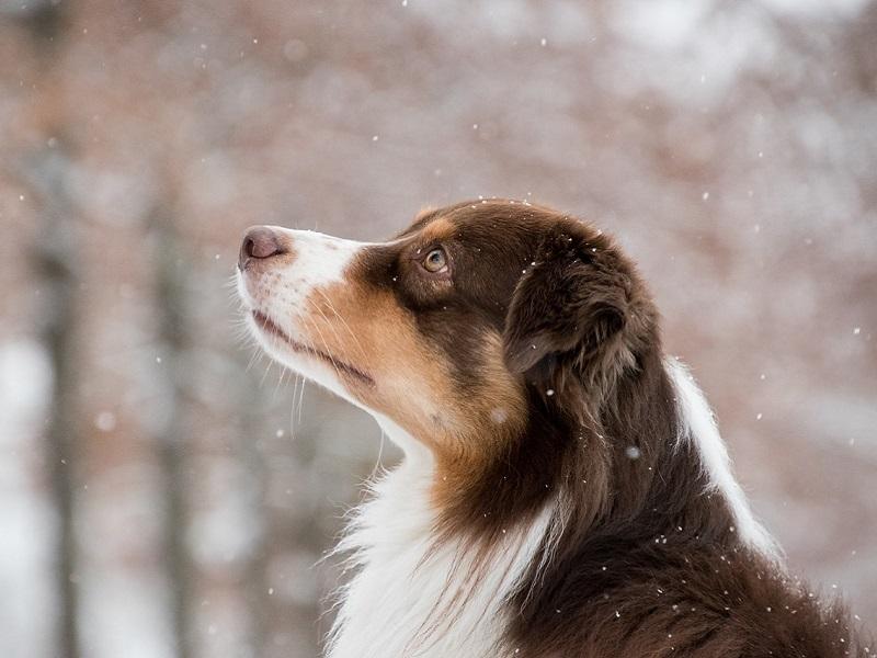 Australian shepherd