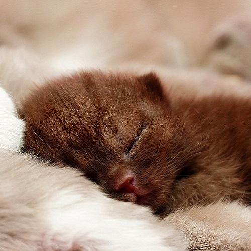 Baby british shorthair 2