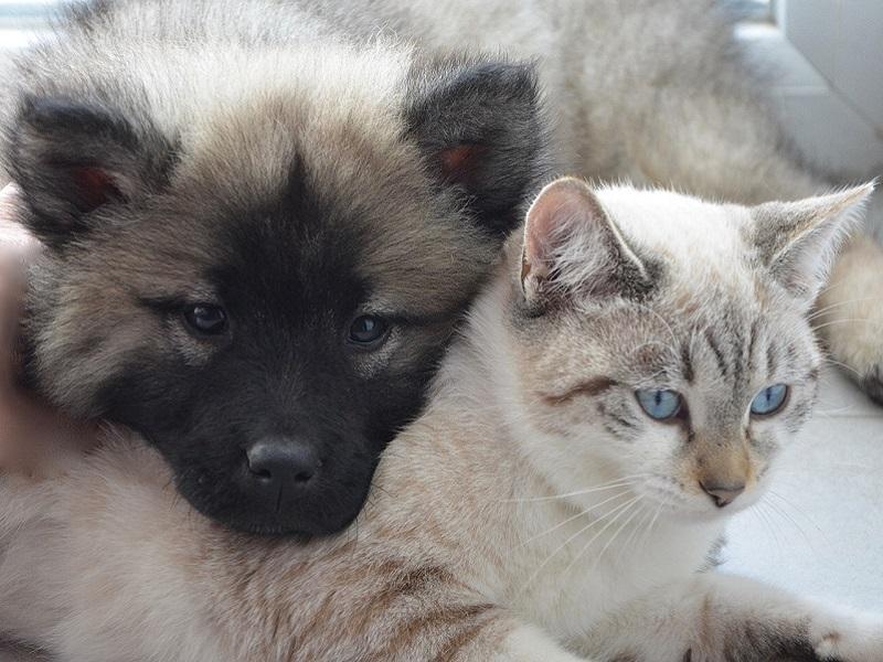 Calin entre chat et chien 2