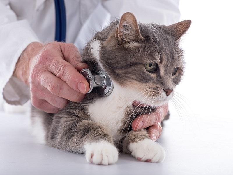 Chat-veterinaire