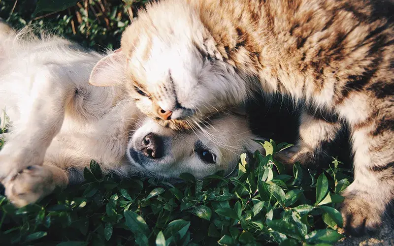 Chien chat calin