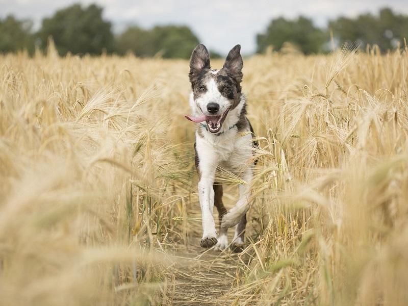 Chien en promenade dans les champs