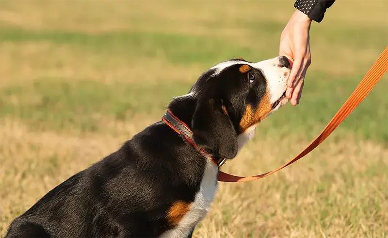 Chien laisse promenade connaissance